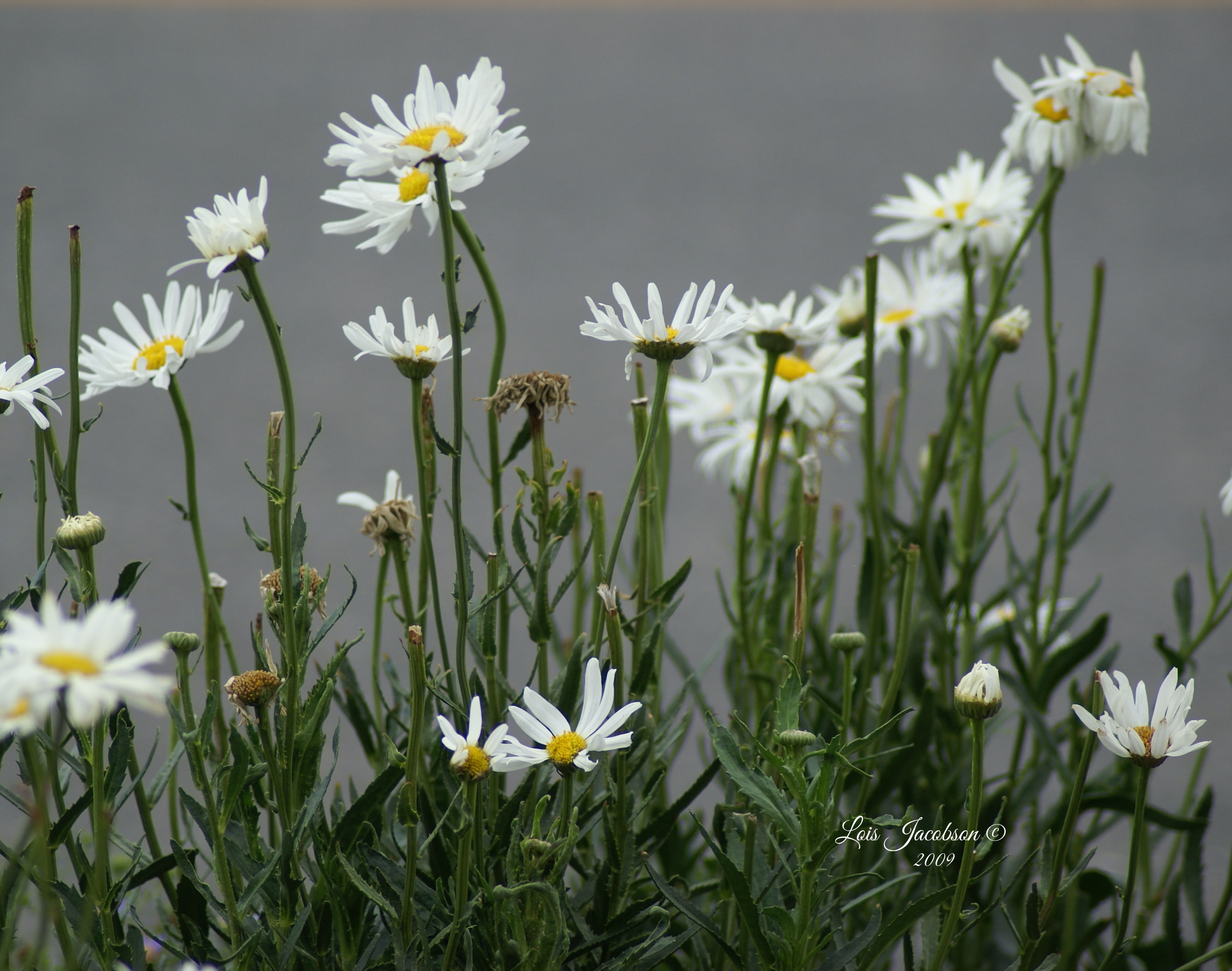 Daisies