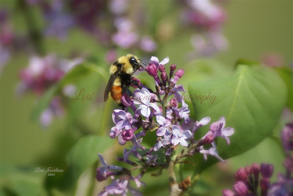Lilacs and the Bumble Bee