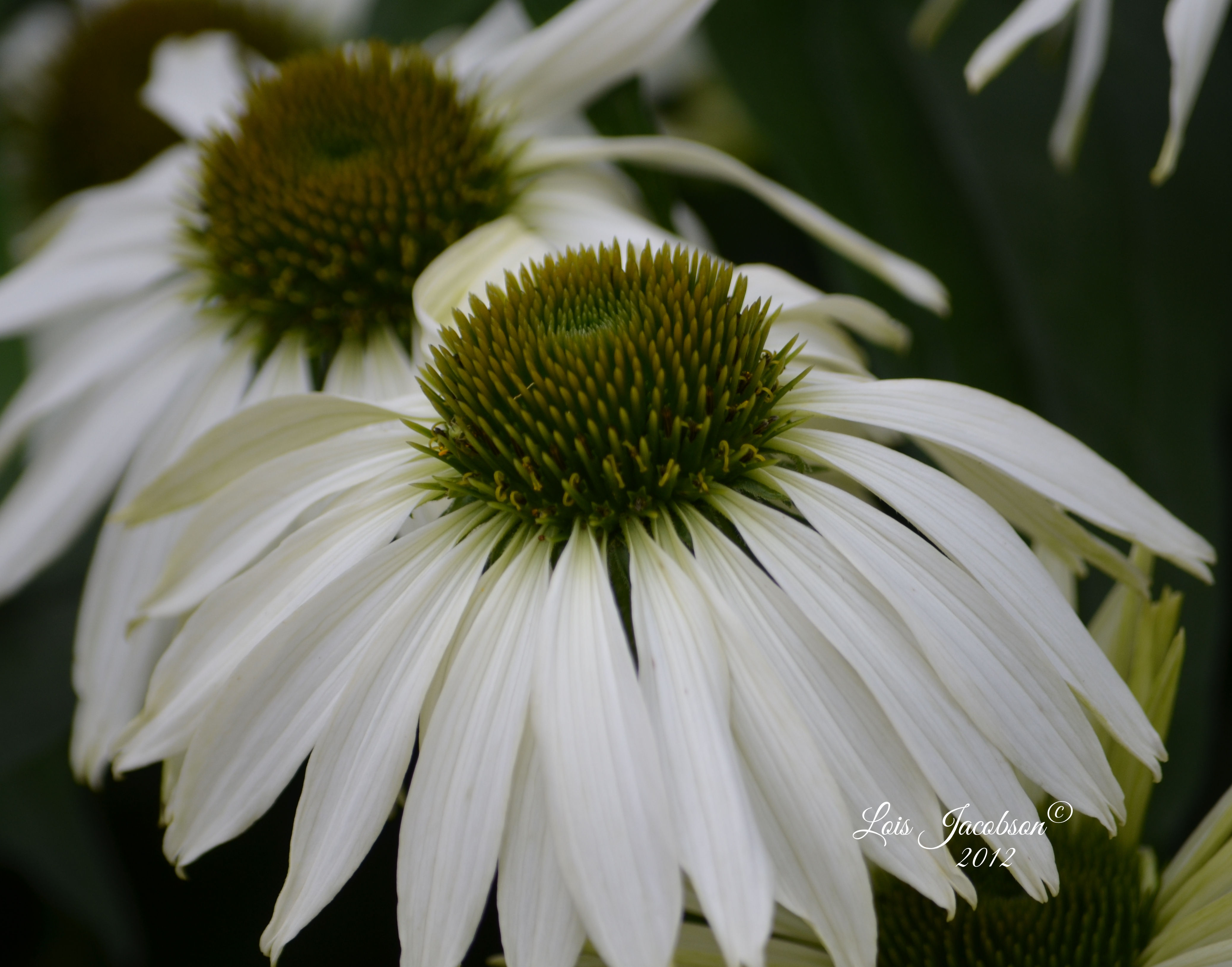 White Flowers