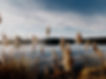Golden grass by a lake_edited.jpg