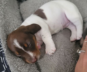Chocolate Miniature Piebald Dapple Dachshund