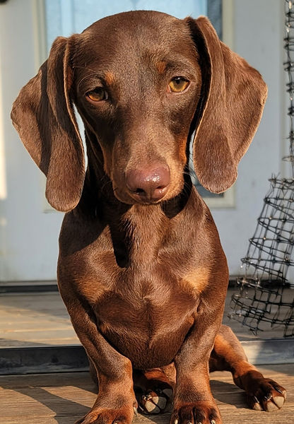 Beautiful Ella Rose-Mother at My Dachshund Minis in TN