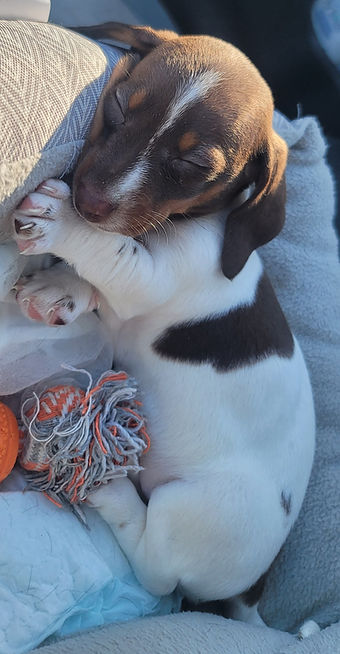 2023 ella pie sleeping girl 1st.jpg