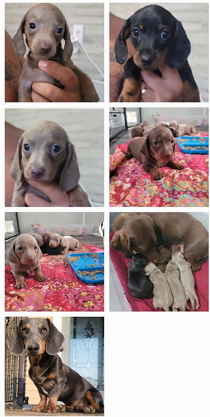 2024 ella & bud 1st litter.jpg