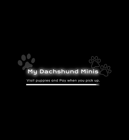 logo 4 my dachshund minis.png