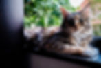 Catto Cattery Maine Coon Gabi
