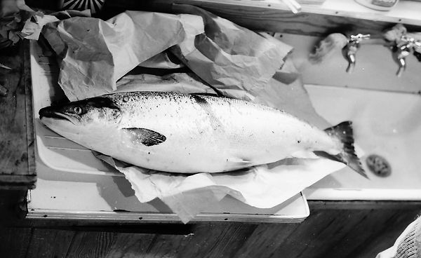 1965 Salmon!.jpeg