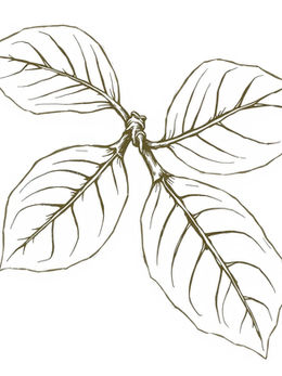 Mark 11:12-14, Jesus Curses the Fig Tree