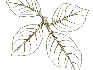 Mark 13:28-31, The Lesson of the Fig Tree