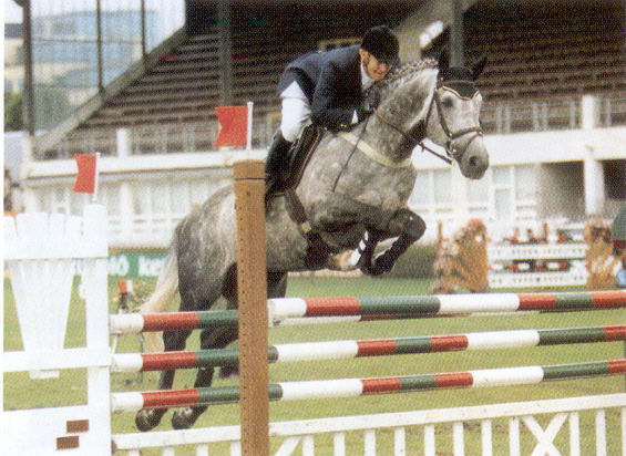 Sir Rivi RID Stallion