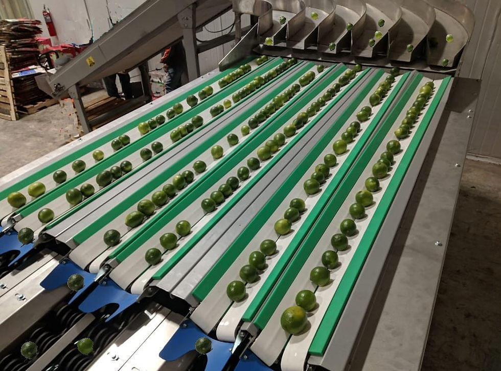 High-Production Industrial Fruit Sorting Machine