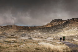 greywalkkosci