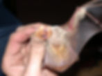 Red Bat Lasiurus borealis