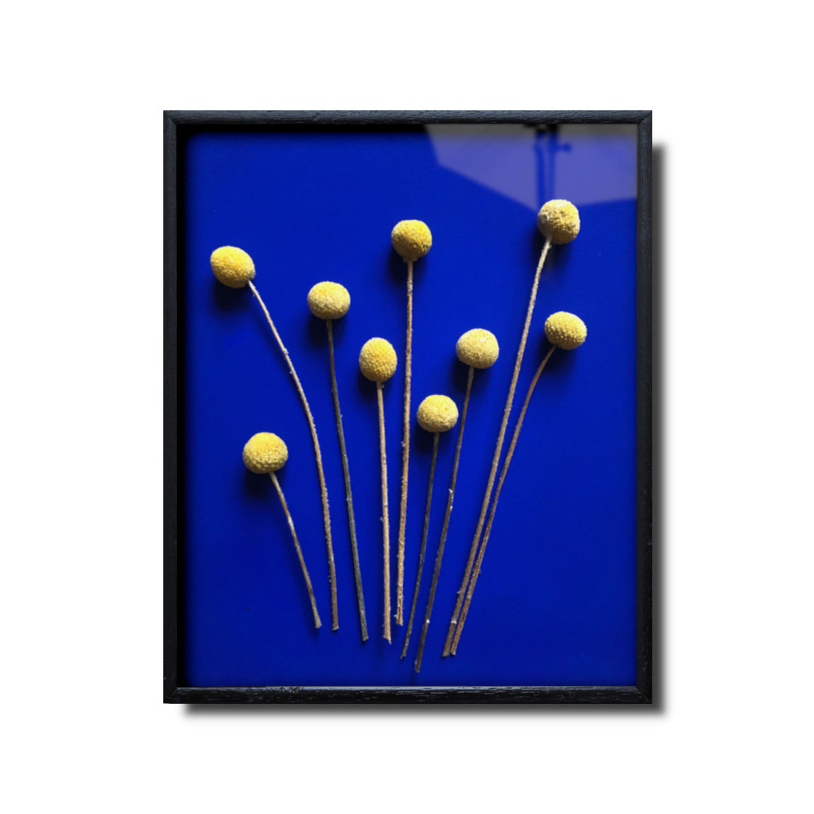 Framed Craspedia on Majorelle Blue