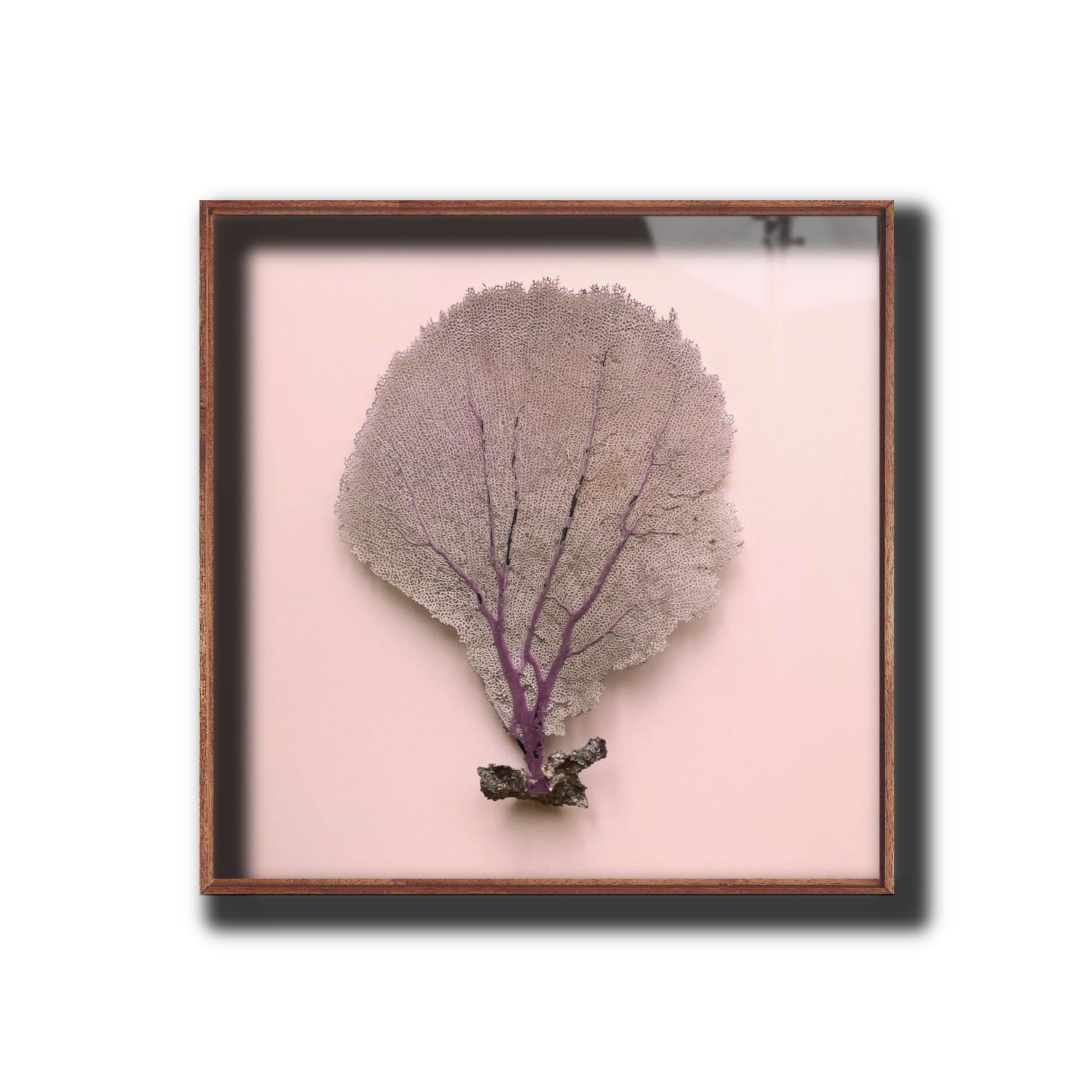 Framed Flabellum Sea Fan