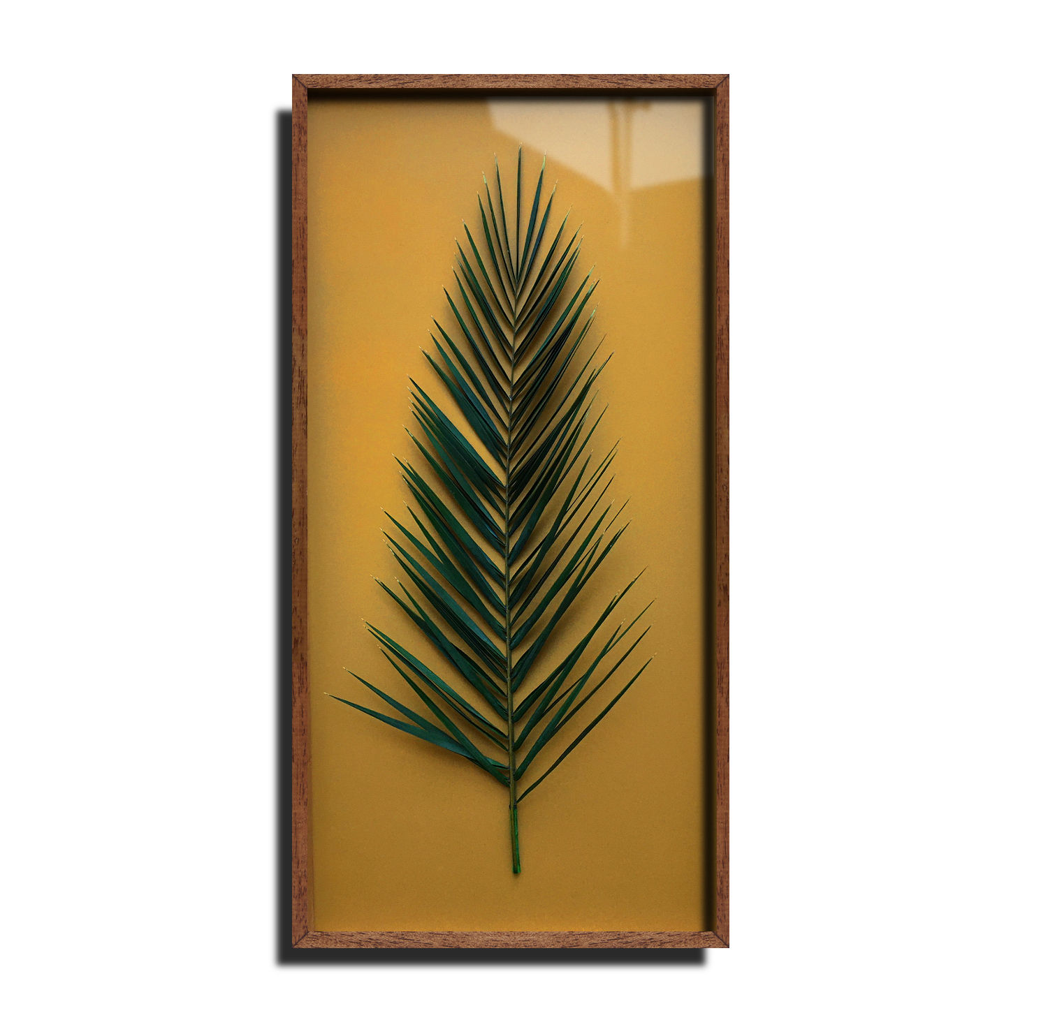 Framed Phoenix Palm