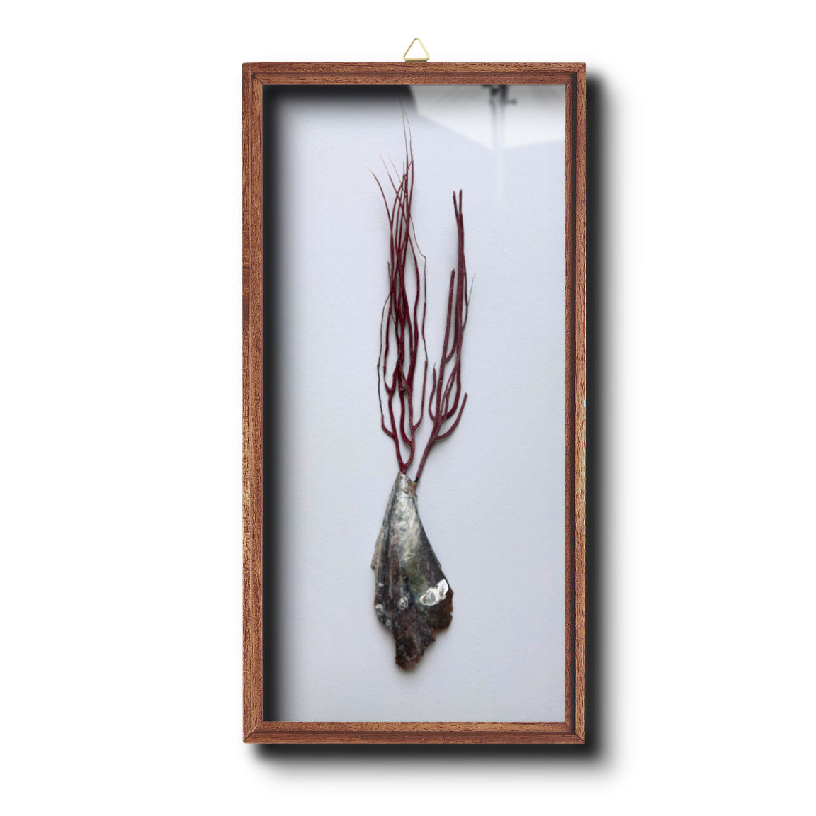 Purple Sea Whip  (Leptogorgia virgulata)