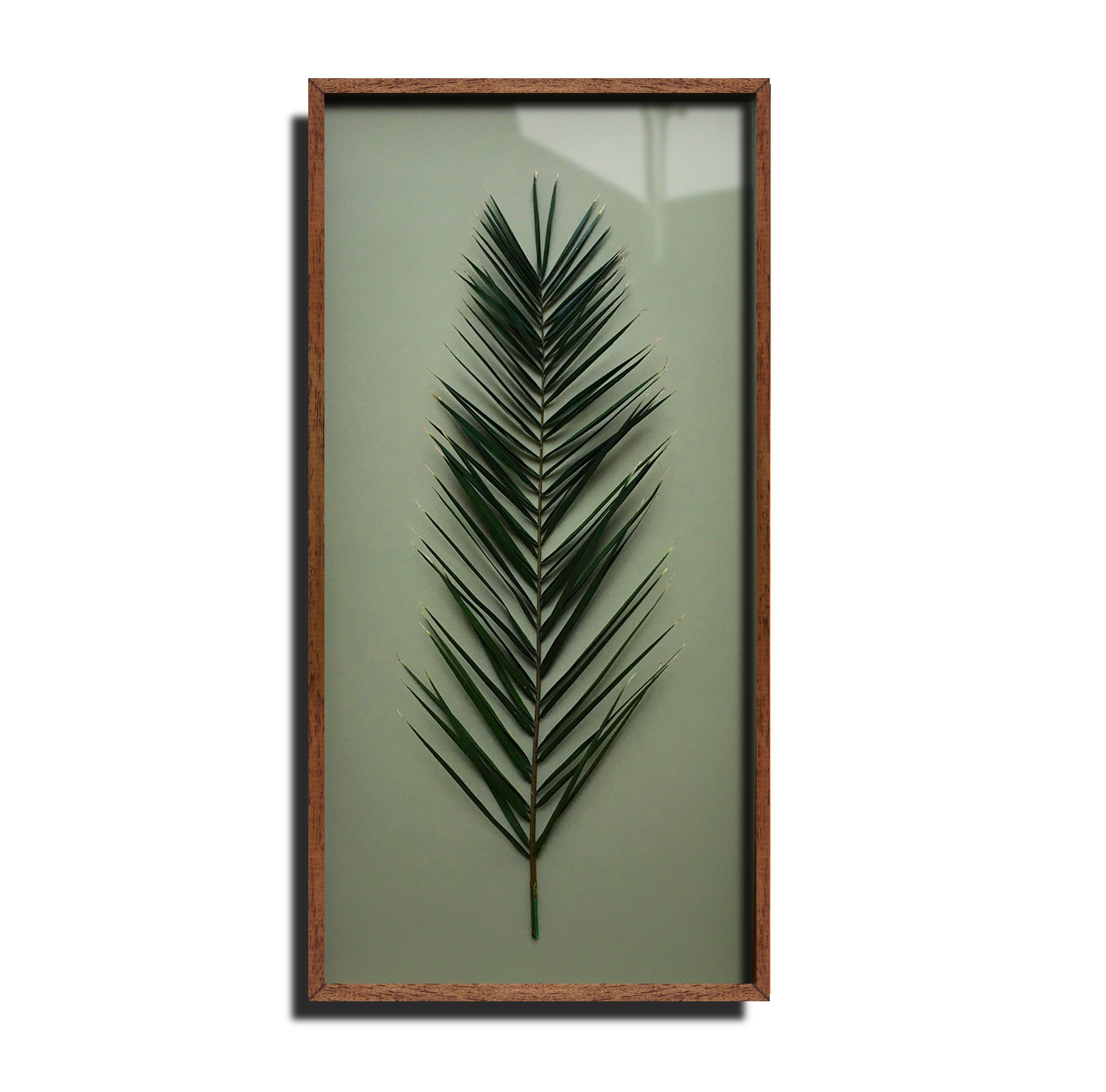 Framed Phoenix Palm