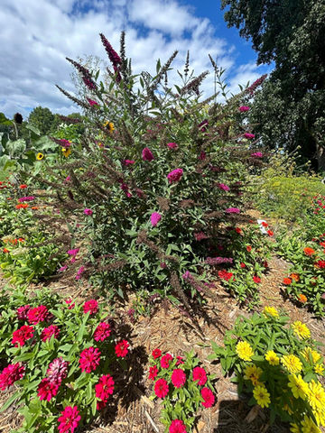 Vibrant Garden Delight