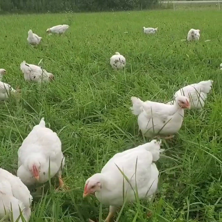 Thumbnail: WS Free Range Chicken - Whole