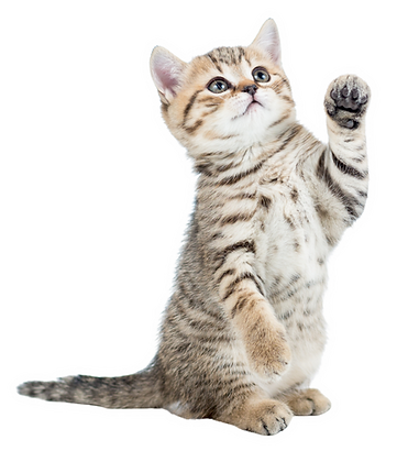 La Litière d'Or - Accessoires pour chats