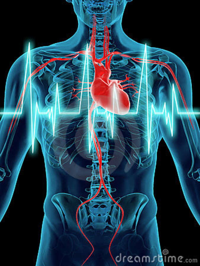 Sistema Circulatorio gaiatiendanaturista