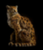 Margay 2018