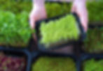 micro green