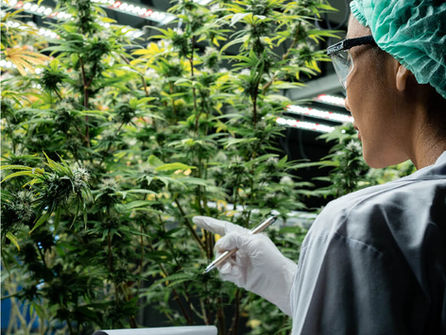 Arken-X Medical Cannabis Serisi ile Kapalı Alanda Tıbbi Kenevir Yetiştiriciliği