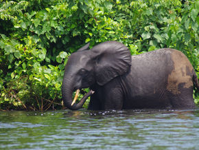Rejoignez-nous pour un événement spécial sur les éléphants de forêt en danger critique d'extinction