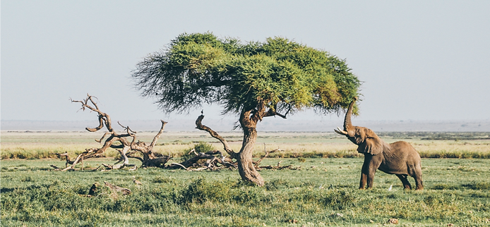 ele and tree_edited.png
