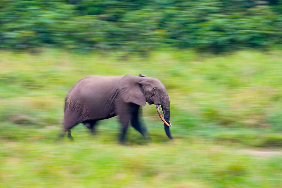 Watch the EPIF's Special Event on Africa’s Critically Endangered Forest Elephants