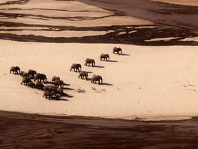 Regardez l'événement spécial de l'EPIF : Éléphants, biodiversité et changement climatique