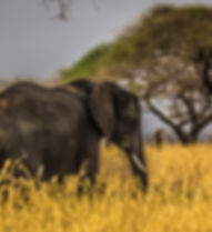 elephant sunset.jpeg