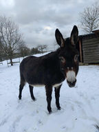 Les Alizés sous la neige