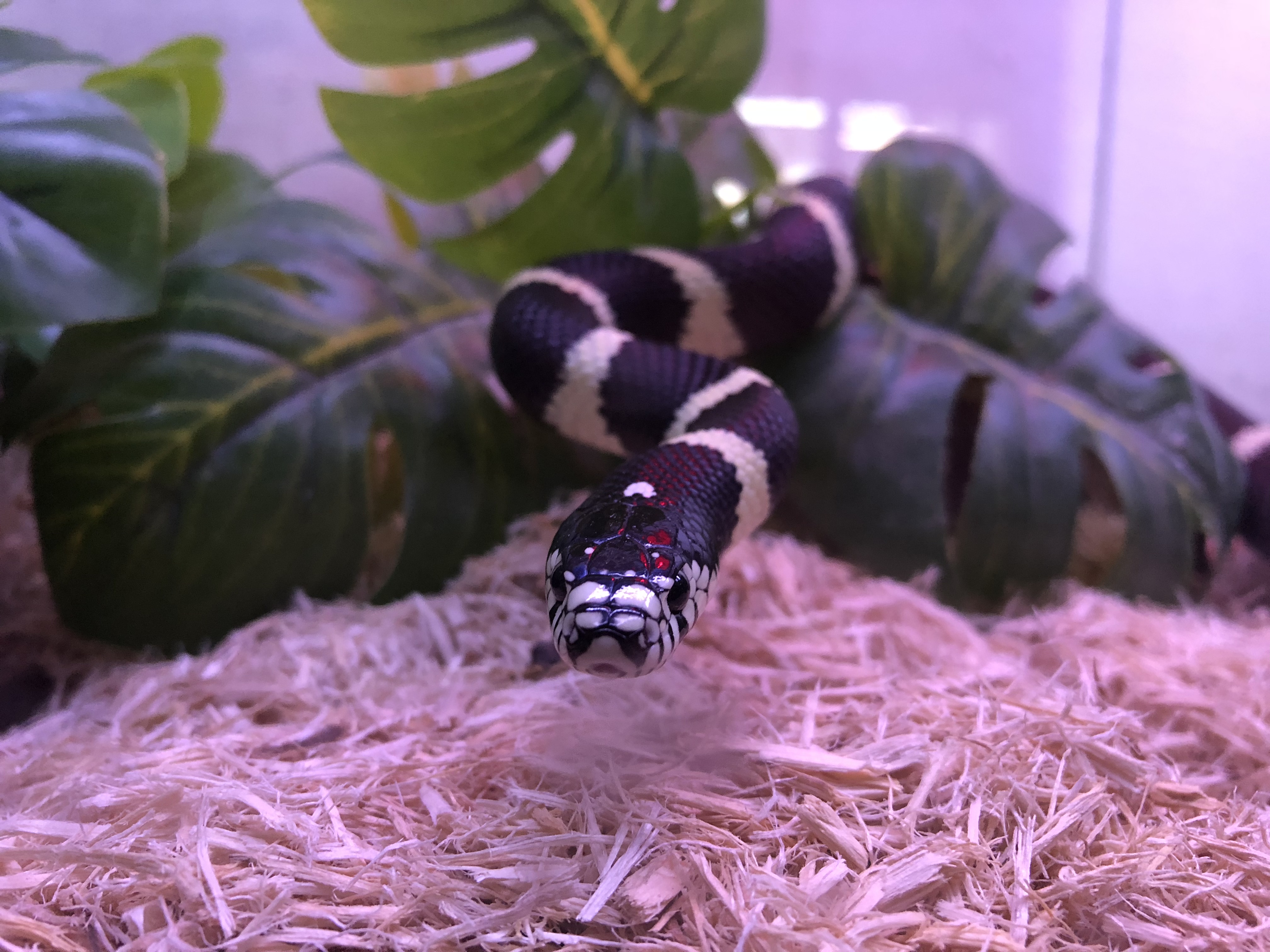 The Animal Connection