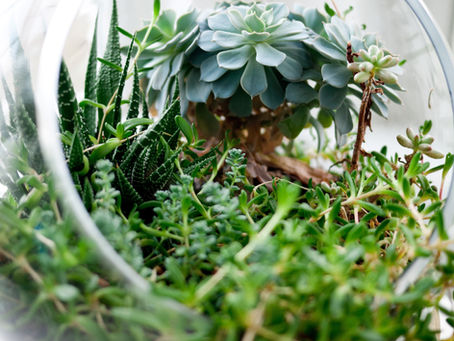 Terrariums
