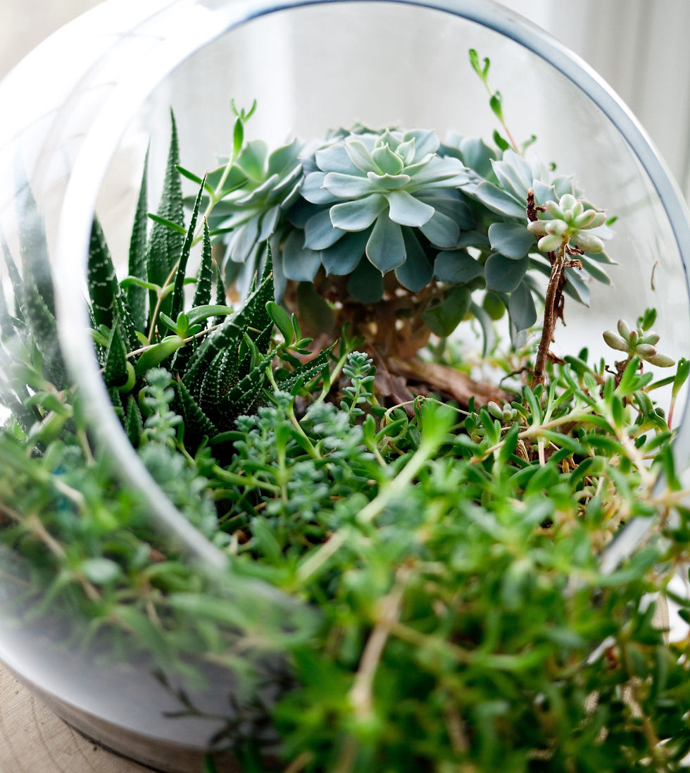 Terrariums