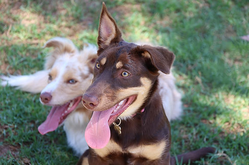 Pawfect Pet Resort | Dog Boarding | Pet Sitting | Mulgoa, NSW