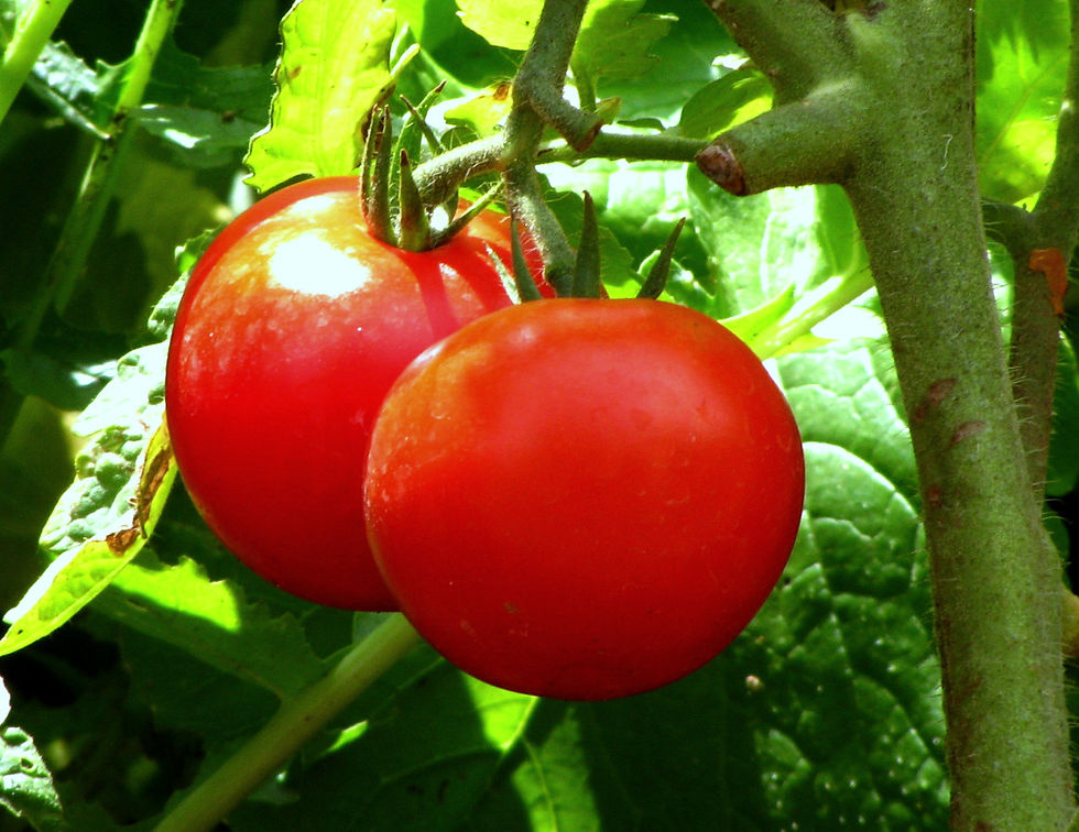 Cultivo de Tomate