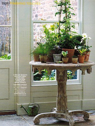 Tabletop plants