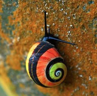 Mother Nature, Artist Extraordinaire