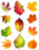 Printable Leaf.jpeg
