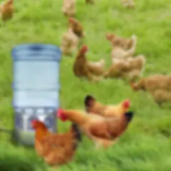 Heated Chicken Waterer, Thermostatically Controlled, Chicken Coop Access