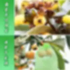 Thumbnail: Bird-Proof Plant Strawberry Fruit & Garden Drawstring Mesh Bag PCS Grape Protec