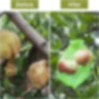 Thumbnail: Bird-Proof Plant Strawberry Fruit & Garden Drawstring Mesh Bag PCS Grape Protec