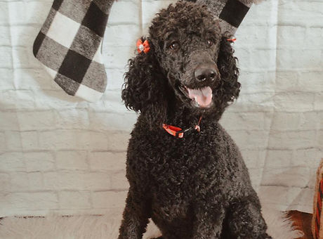 pup.jpg