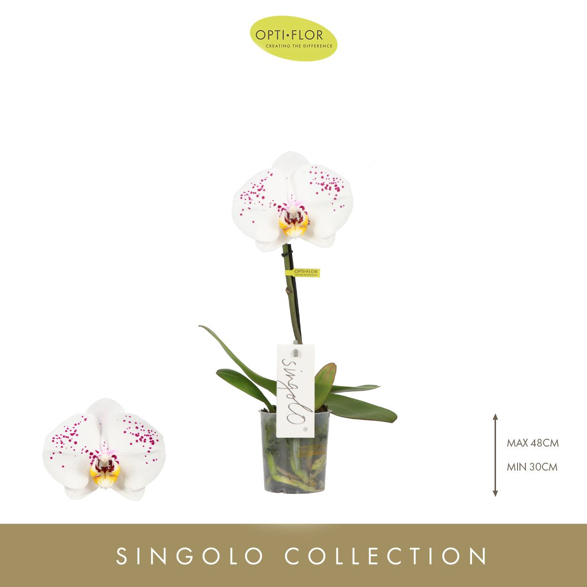 Singolo Owari Orkide – Beyazın Üzerindeki Sanatsal Dokunuş