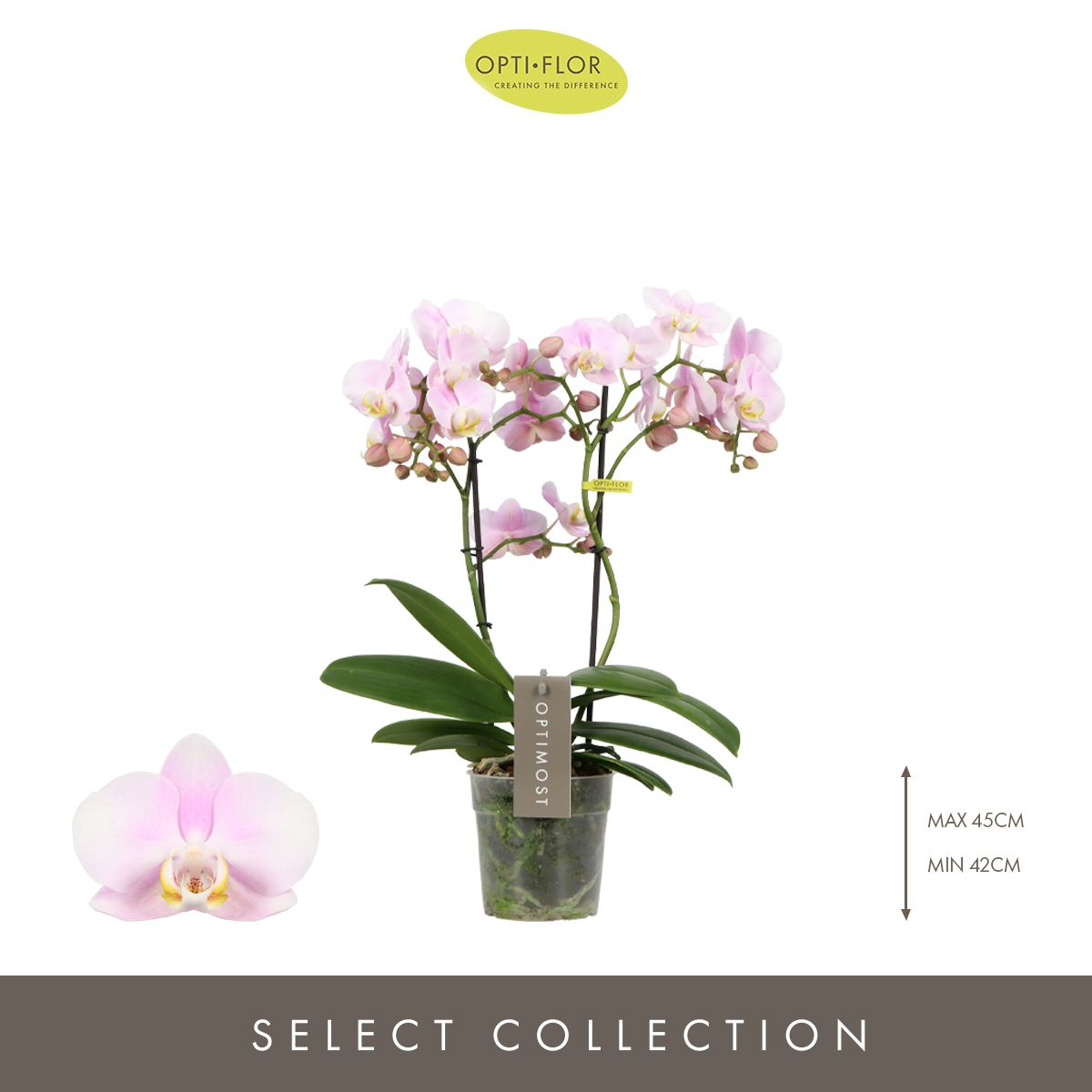 Optimost Angel Eyes Orkide – Zarafetin En Yumuşak Hâli