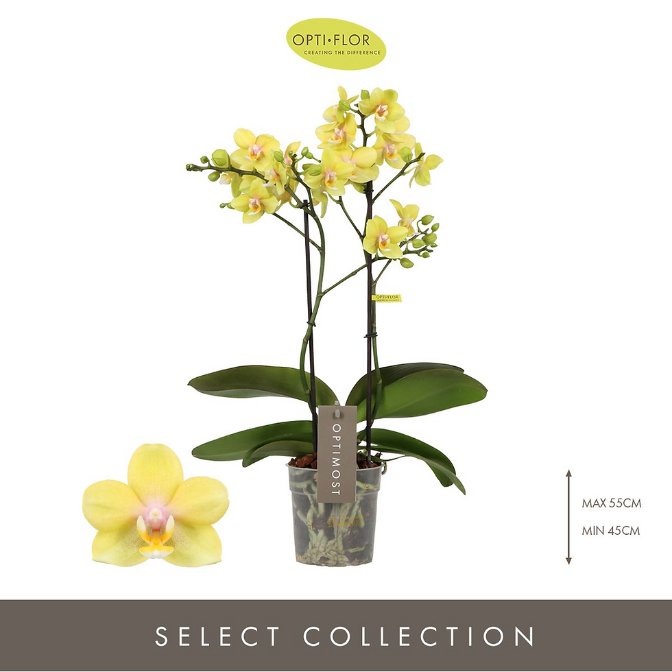 Optimost Hera Orkide – Altın Işıltısının Zarafeti